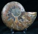 Cut and Polished Ammonite (Half) #7341-1